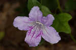 Stalked wild petunia